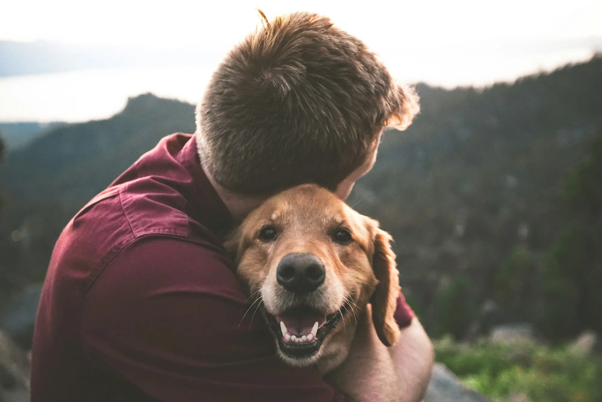 Um homem abraça um golden retriever, em tons quentes