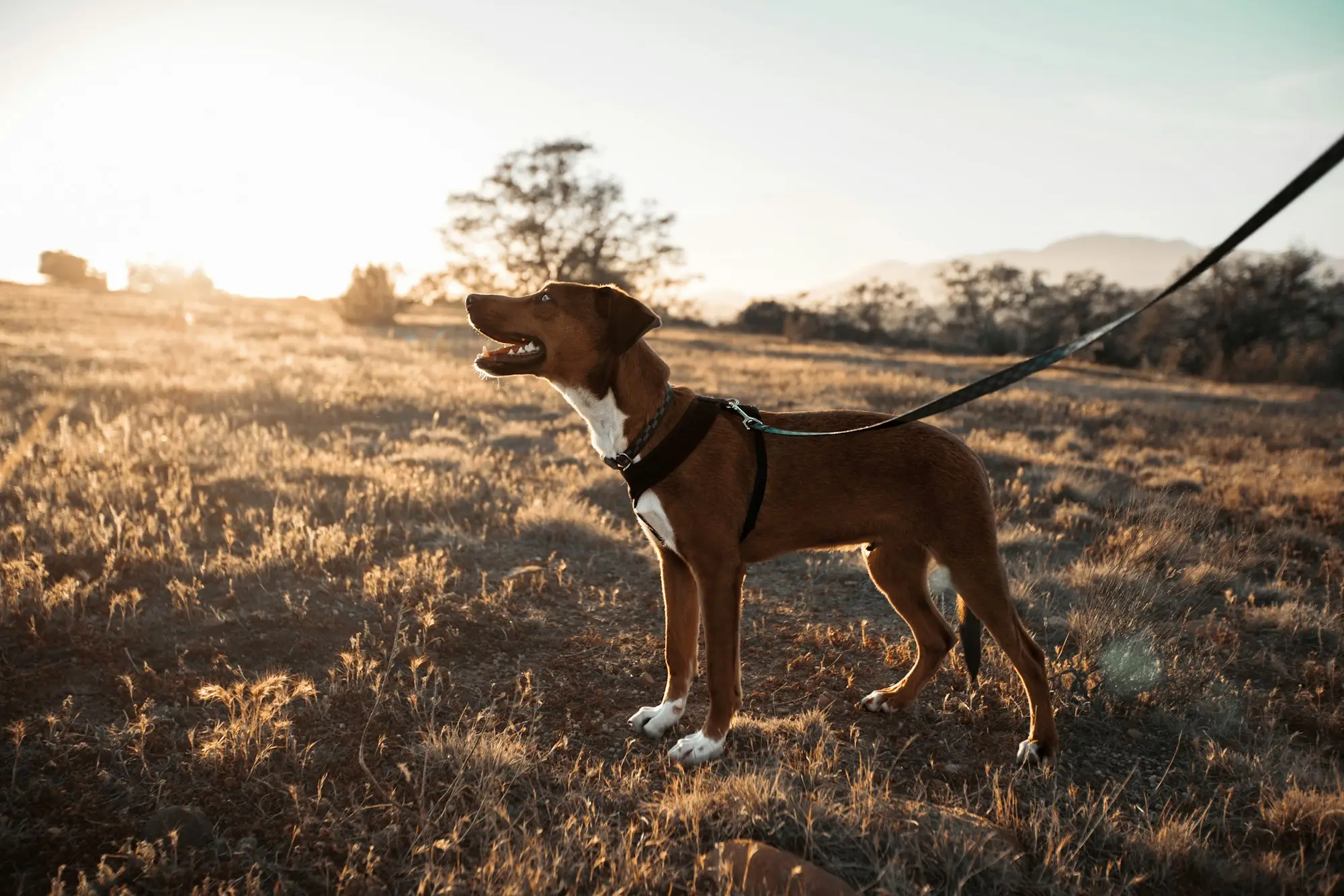 Cão confiante num campo ao fim do dia