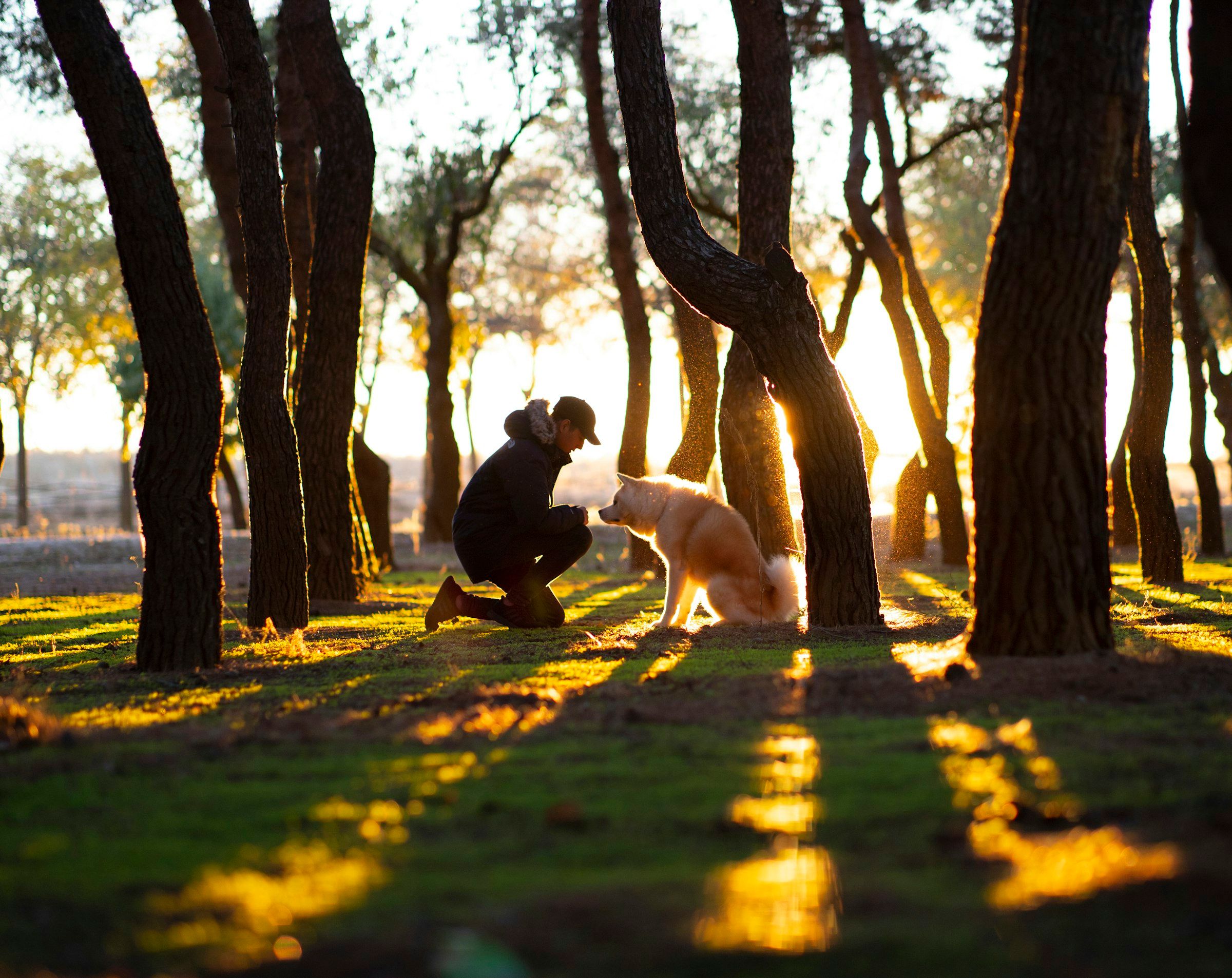Treinador ajoelhado frente a um cão sentado, num pinhal ao pôr do sol