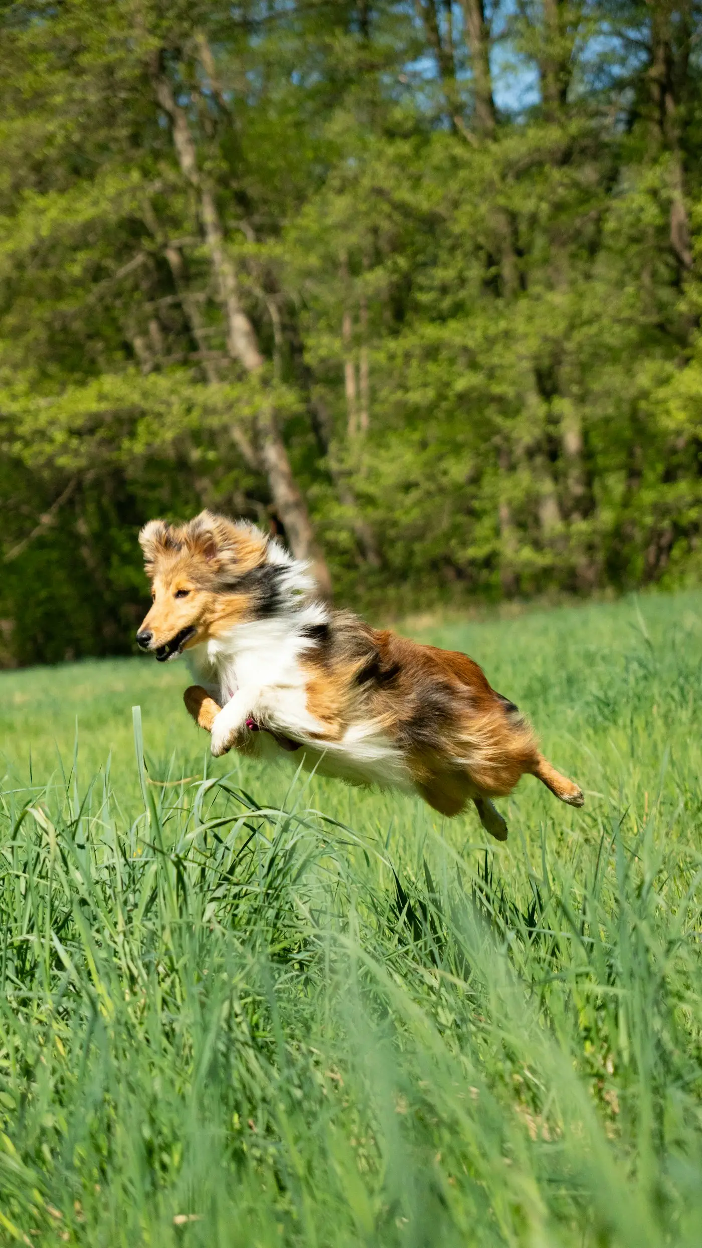 Cão a correr na erva alta, junto à floresta