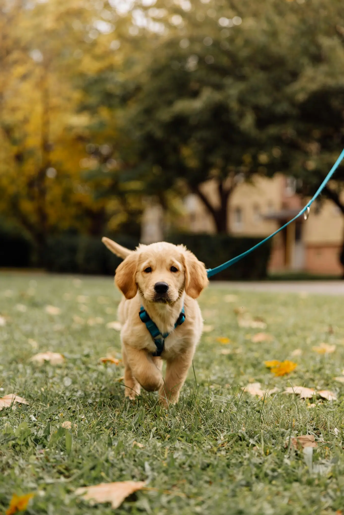Cachorro a passear com trela num parque